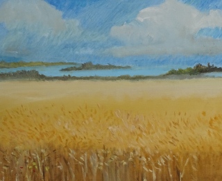 Champ de Blé Arzon - Paysages